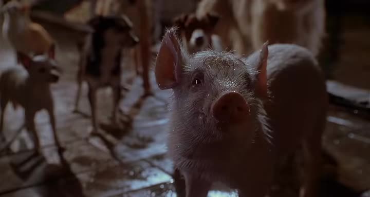 Babe: Pig in the City (1998)